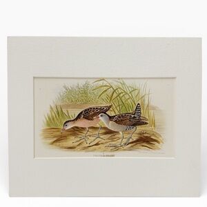 Vintage Little Crake Game Birds Chromolithograph Print Matted